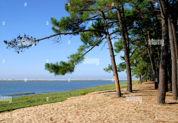 Pohon Cemara Laut dengan Aksen Pantai